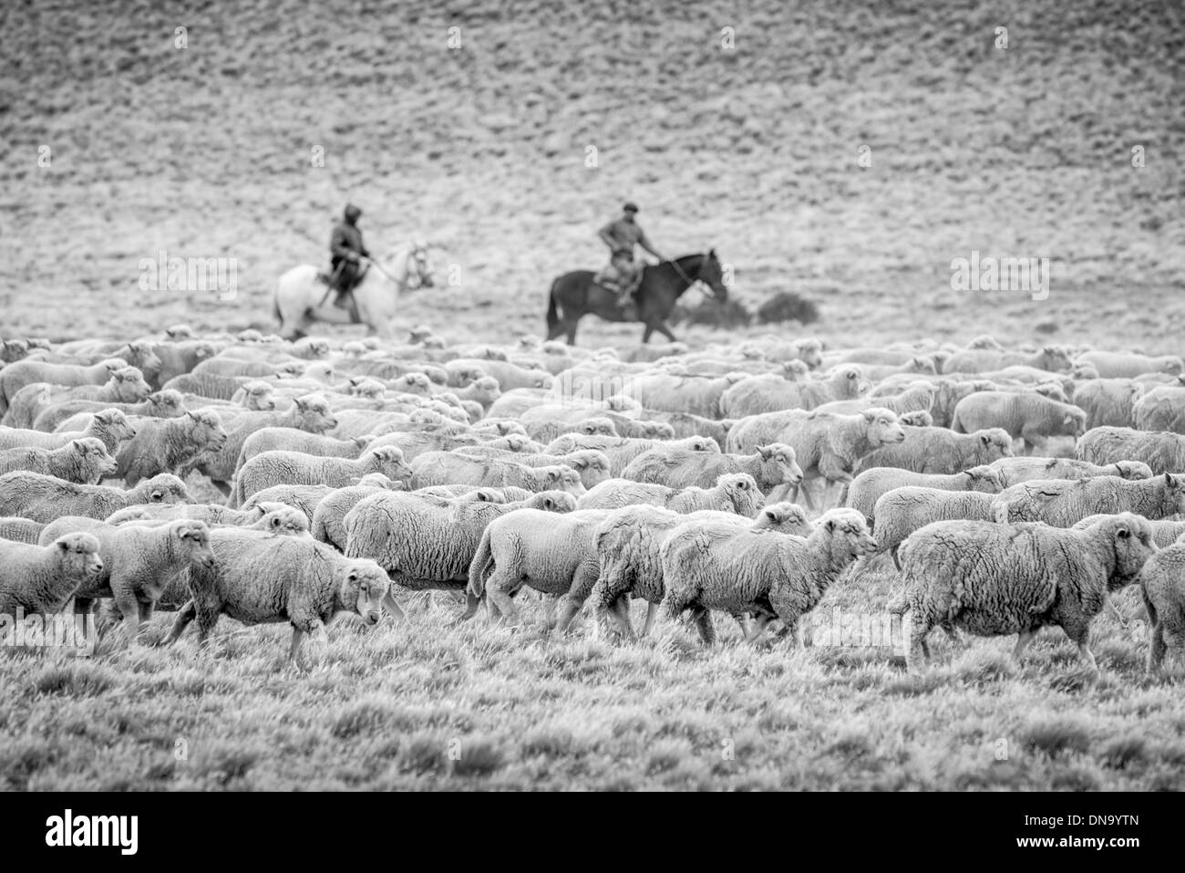 Gauchos on Horseback, Argentina Stock Photo