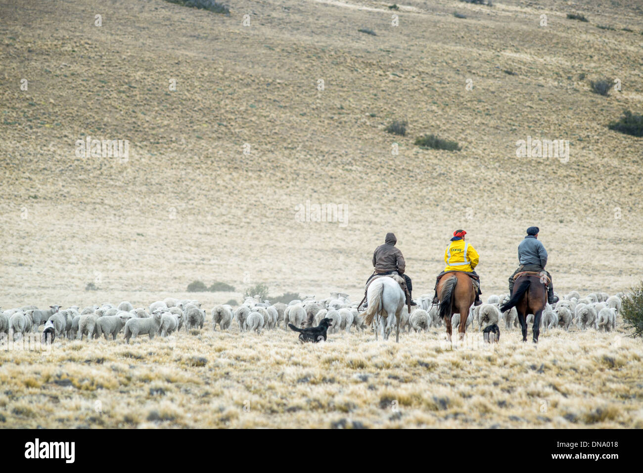 Gauchos Herding with Horses, Argentina Stock Photo