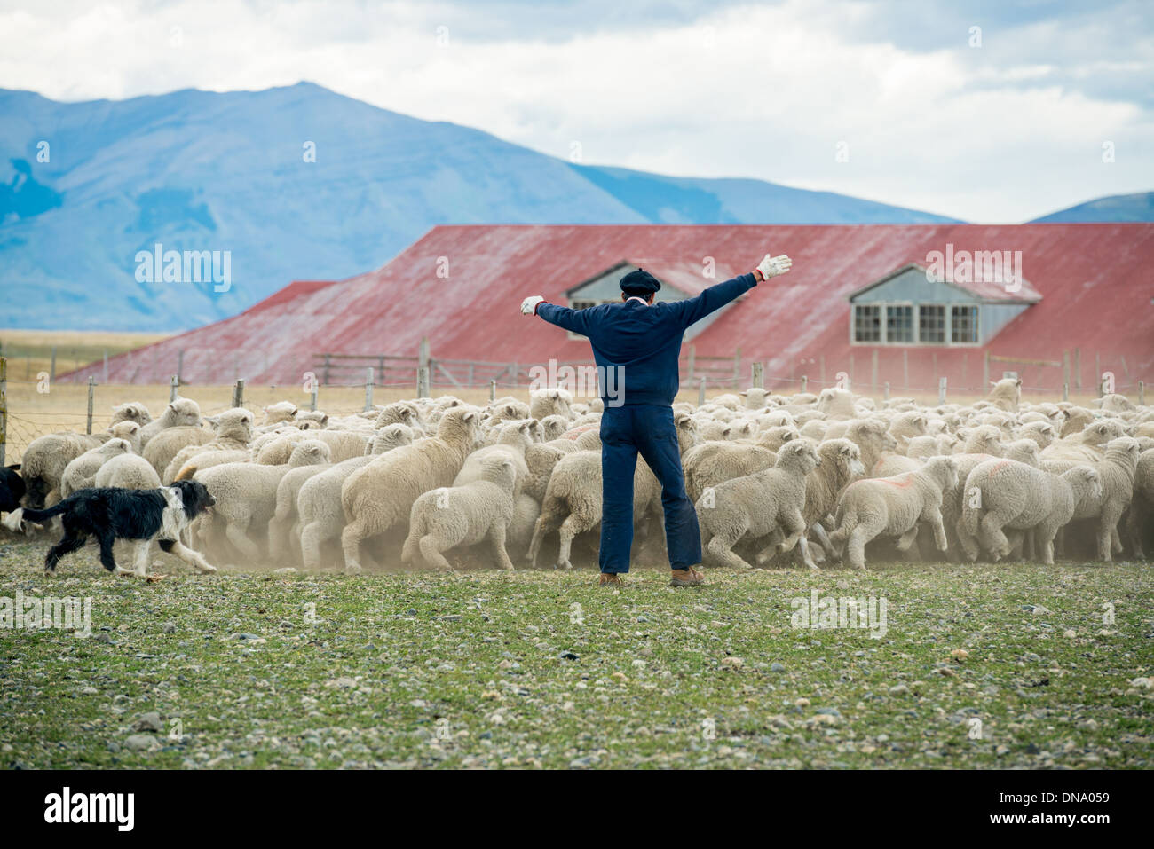 Shepherd and Sheep Dog Herding, patagonia Chile Stock Photo