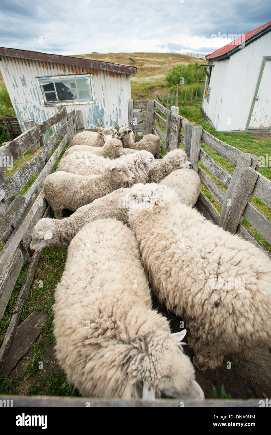 Sheep herded into pen on a farm in Punta Arenas Chile Stock Photo