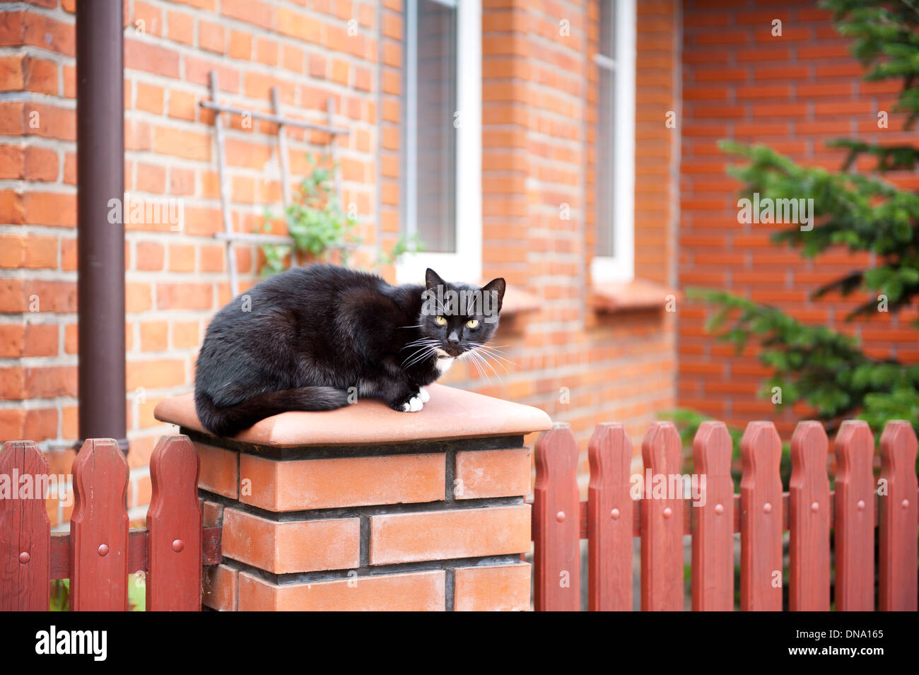 One lonely stray black cat sitting on fence Stock Photo - Alamy