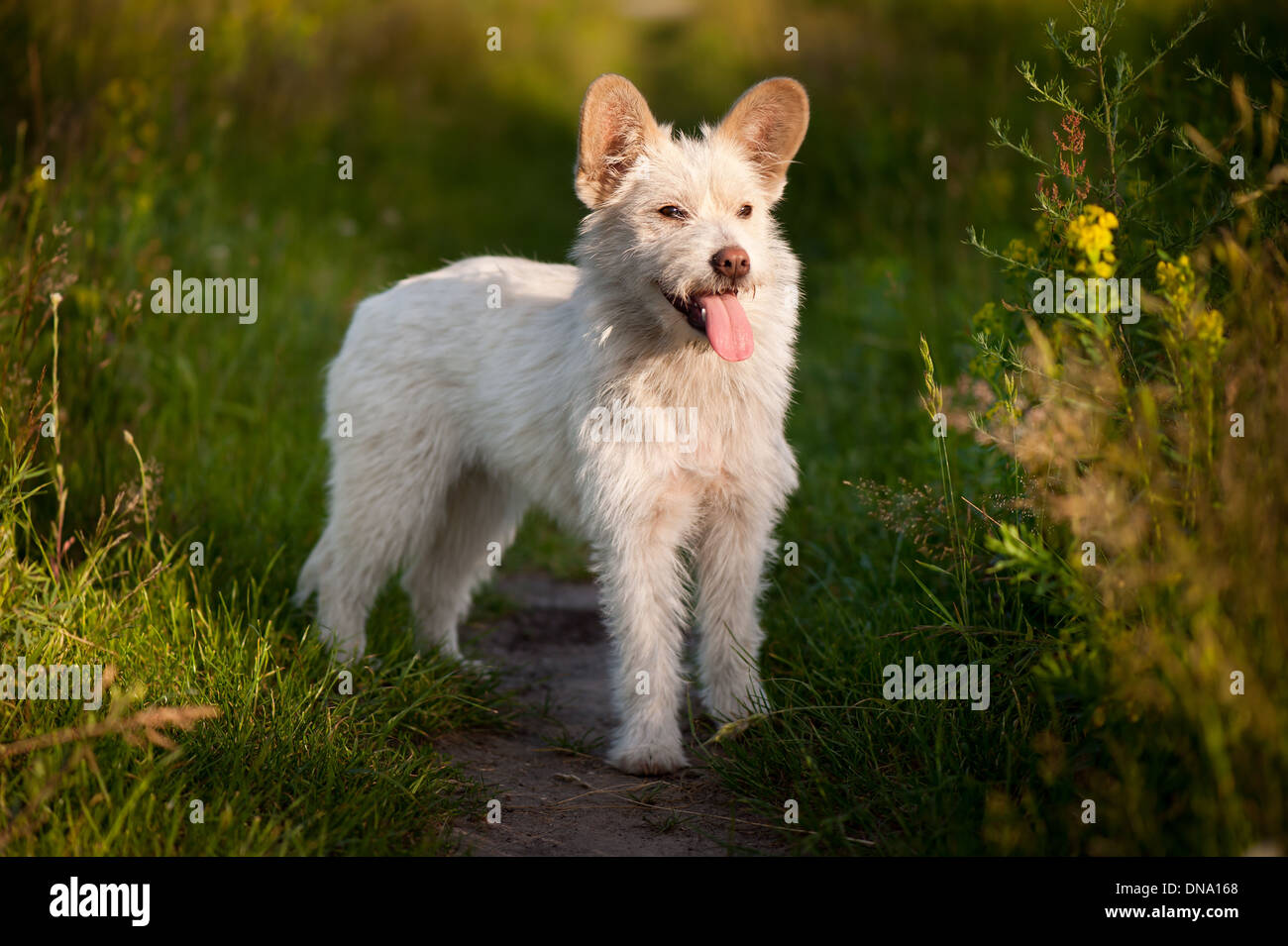 Single small white stray dog in meadow Stock Photo