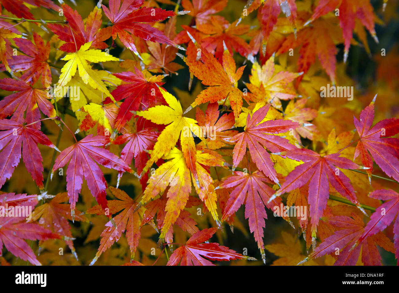 Brilliant colored leaves of a Japanese Maple Stock Photo - Alamy