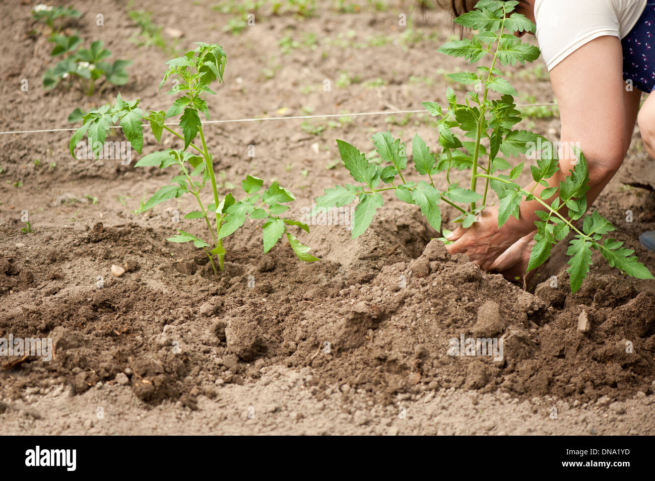 Planting tomato seedlings into the ground Stock Photo