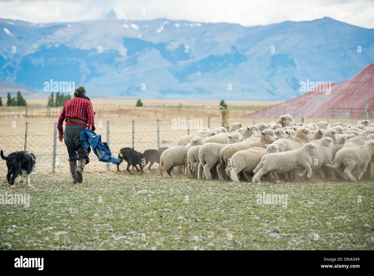 Shepherd and Sheep Dog Herding, patagonia Chile Stock Photo