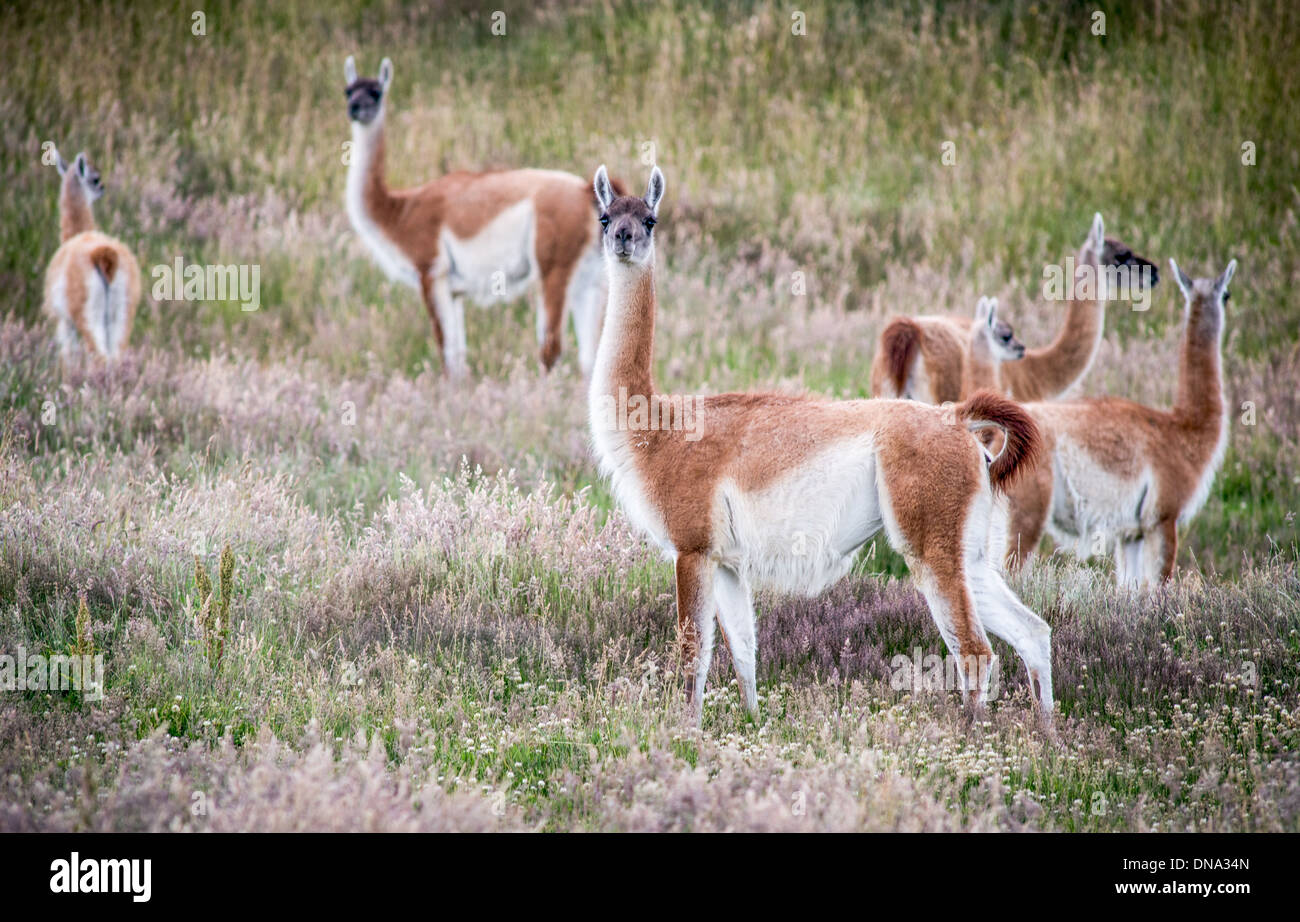 Guanaco in patagonia Chile Stock Photo