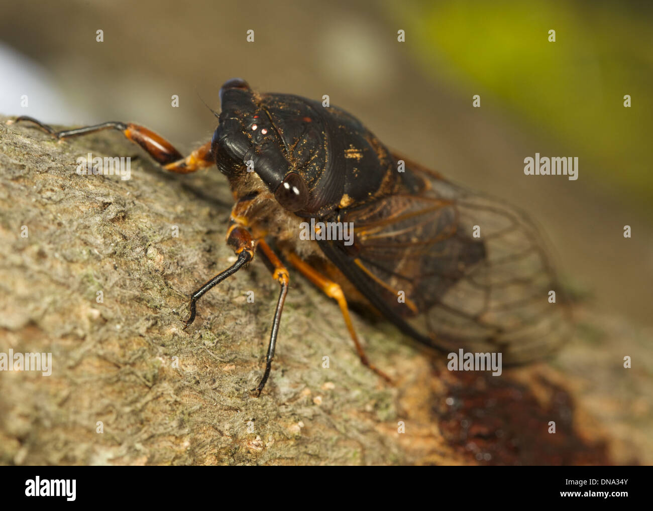 a cicada on a branch of a tree Stock Photo