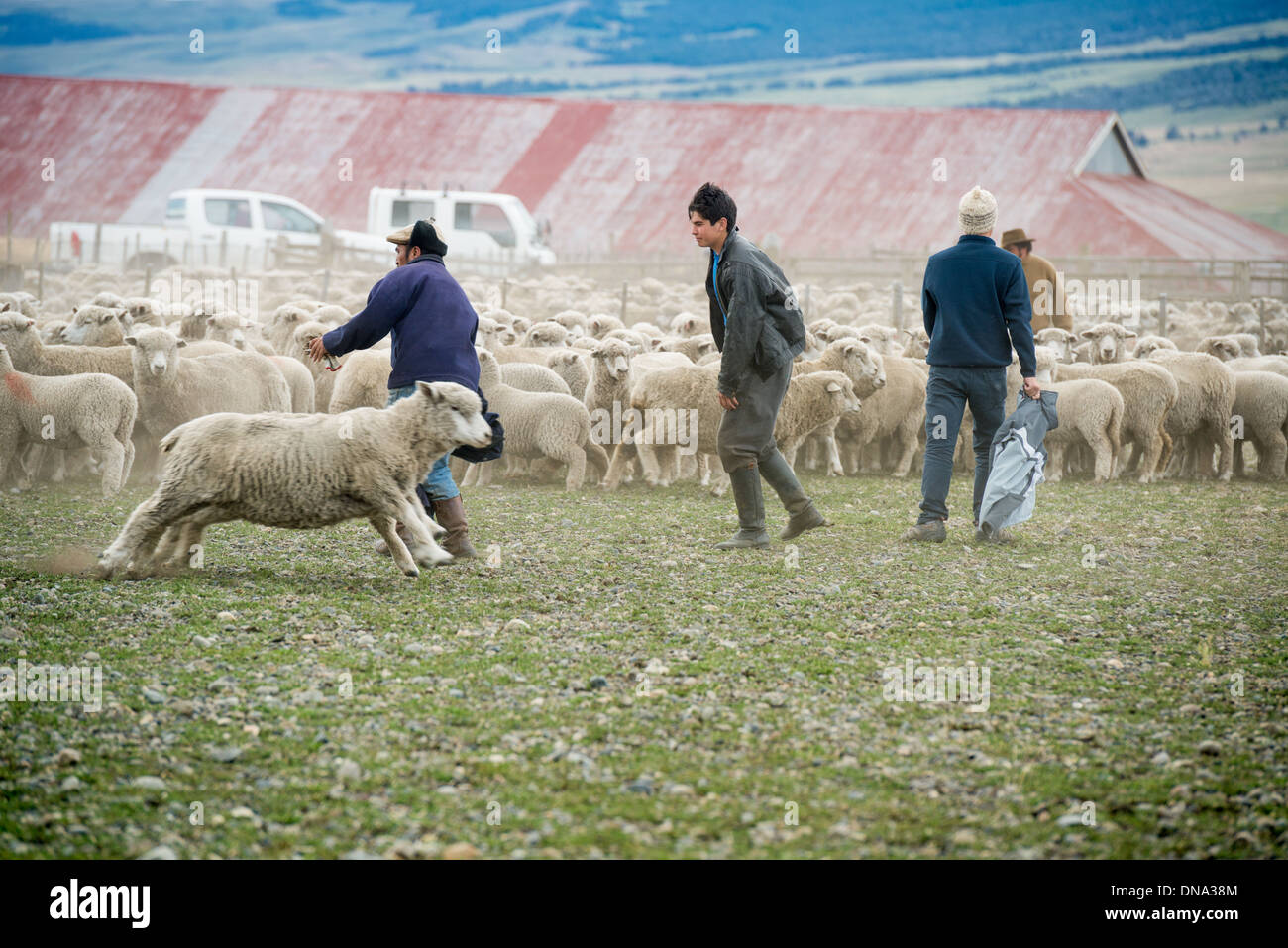 Lamb Escaping as Shepherds Herd, patagonia Chile Stock Photo