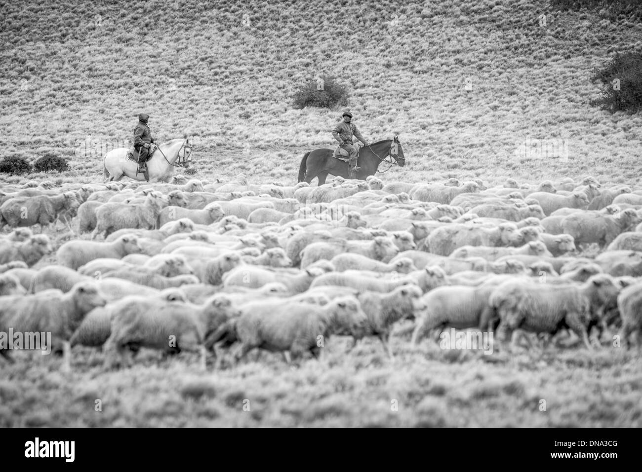 Gauchos herding on horseback, Argentina Stock Photo