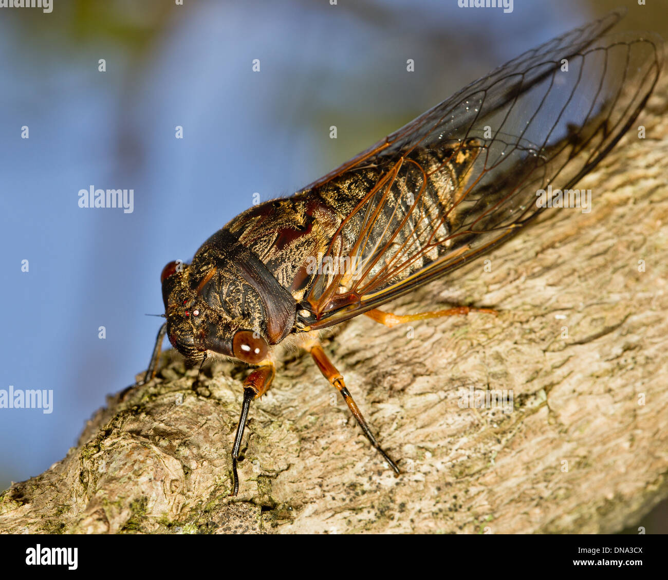 cicada on a tree Stock Photo