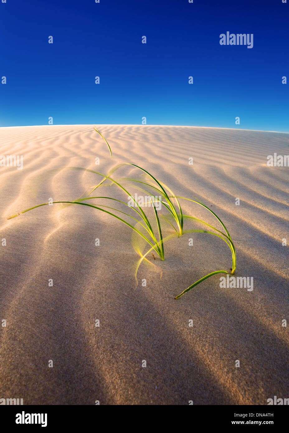 grass growing from a dune Stock Photo
