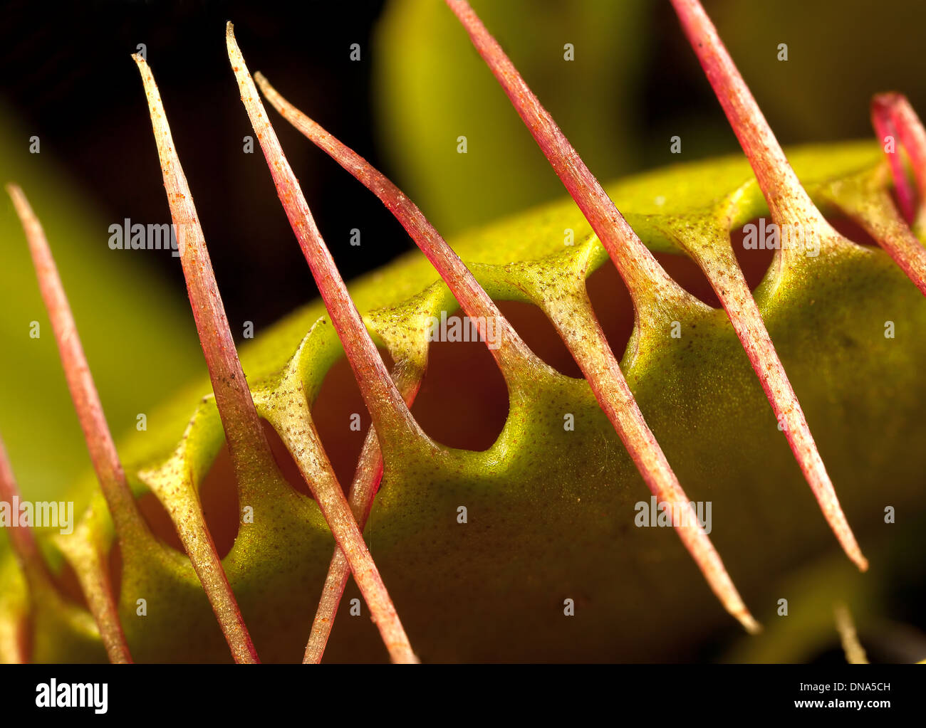 a venus flytrap closed Stock Photo