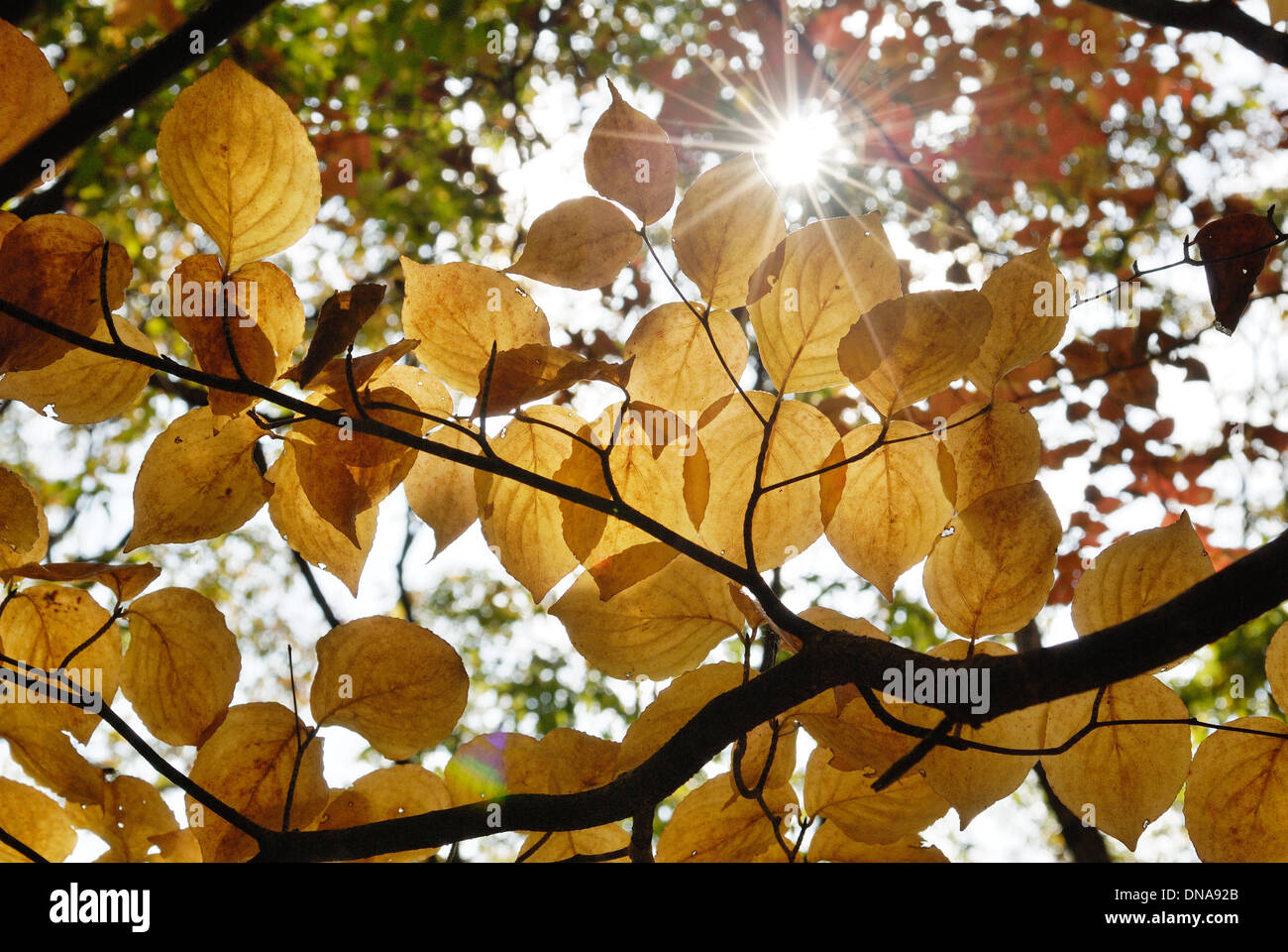 colored Foliages in Autumn with Backlight Stock Photo - Alamy