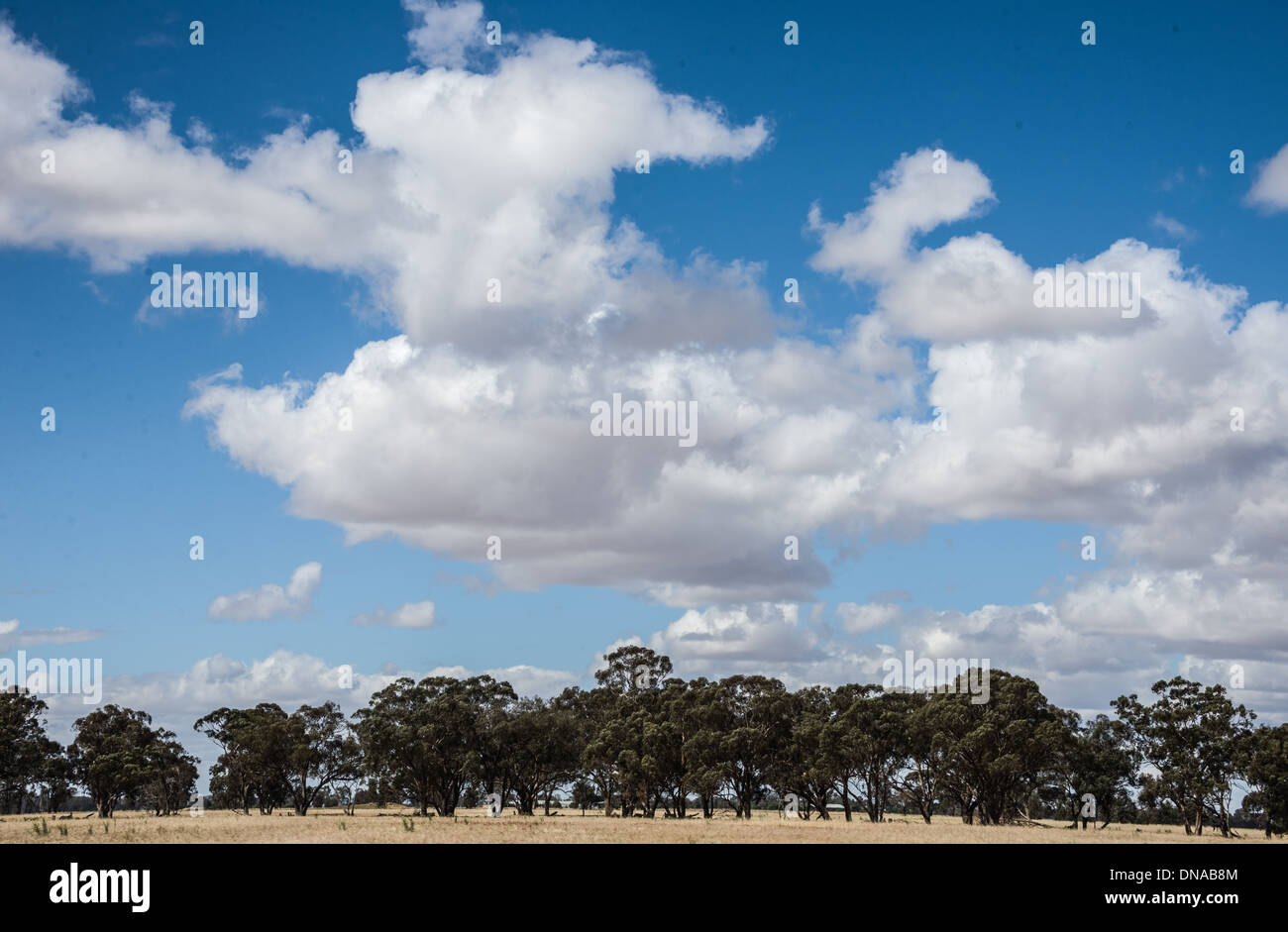 Rural Australian Countryside paddocks fields with big blue skies dry sun browned off fields and green trees Stock Photo