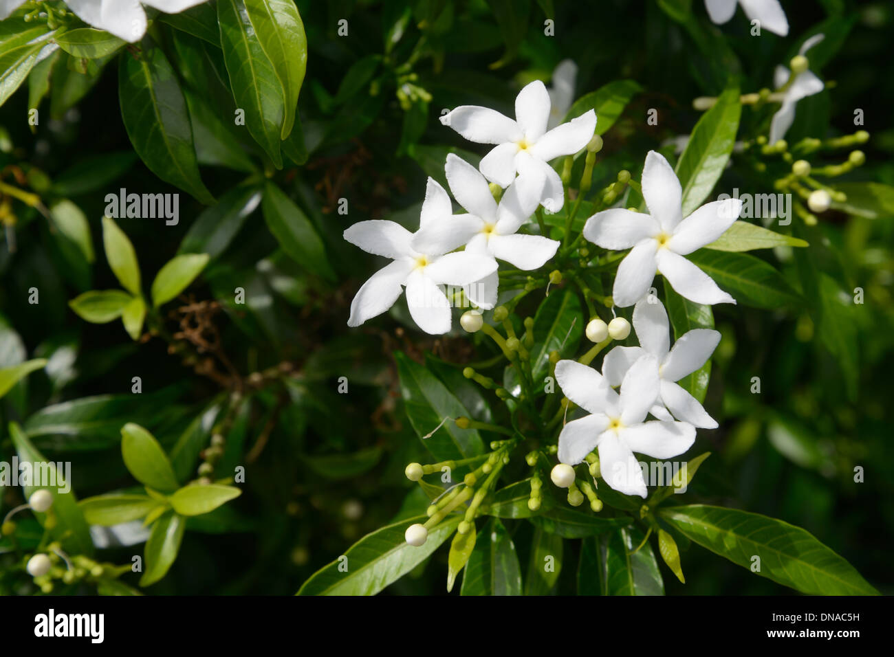 white flower of green tree Stock Photo