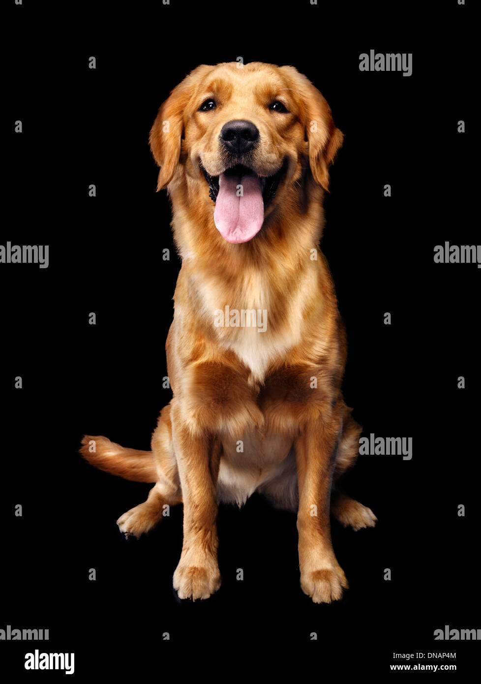 One year old golden retriever hi res stock photography and images
