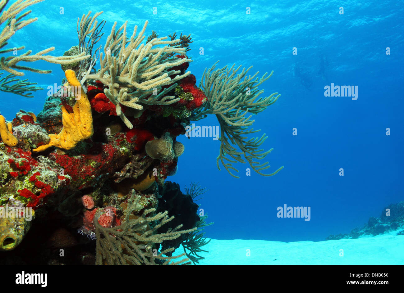 Corals on White Sand with Surfacing Divers in the Background, Cozumel, Mexico Stock Photo