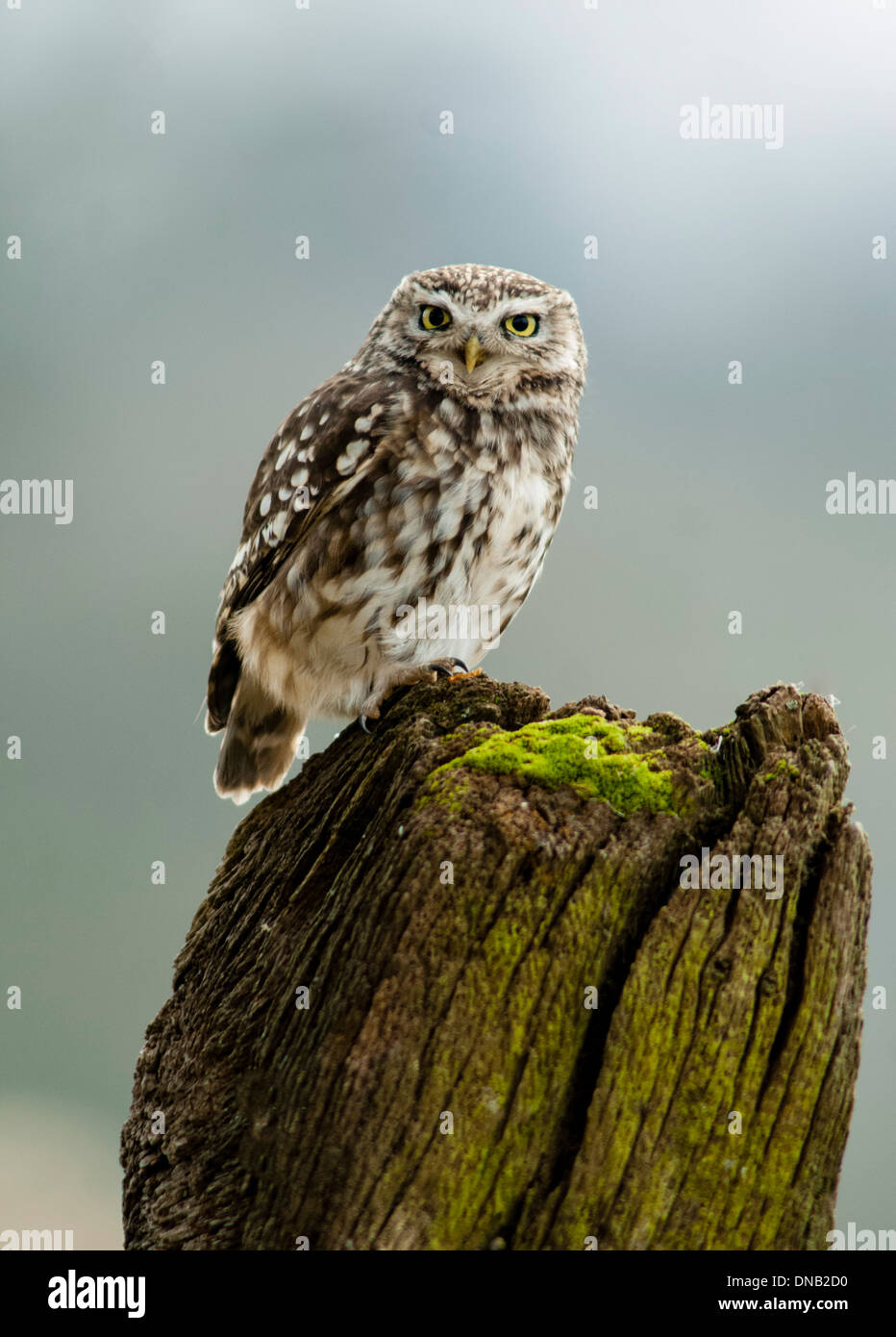 little owl,athene noctua Stock Photo