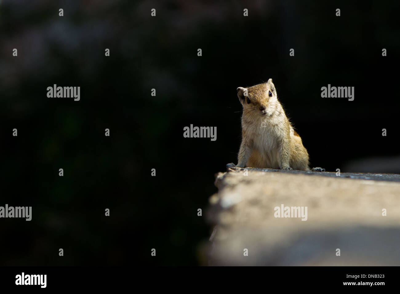 Squirrel off a ledge looking straight at you - Stock Image