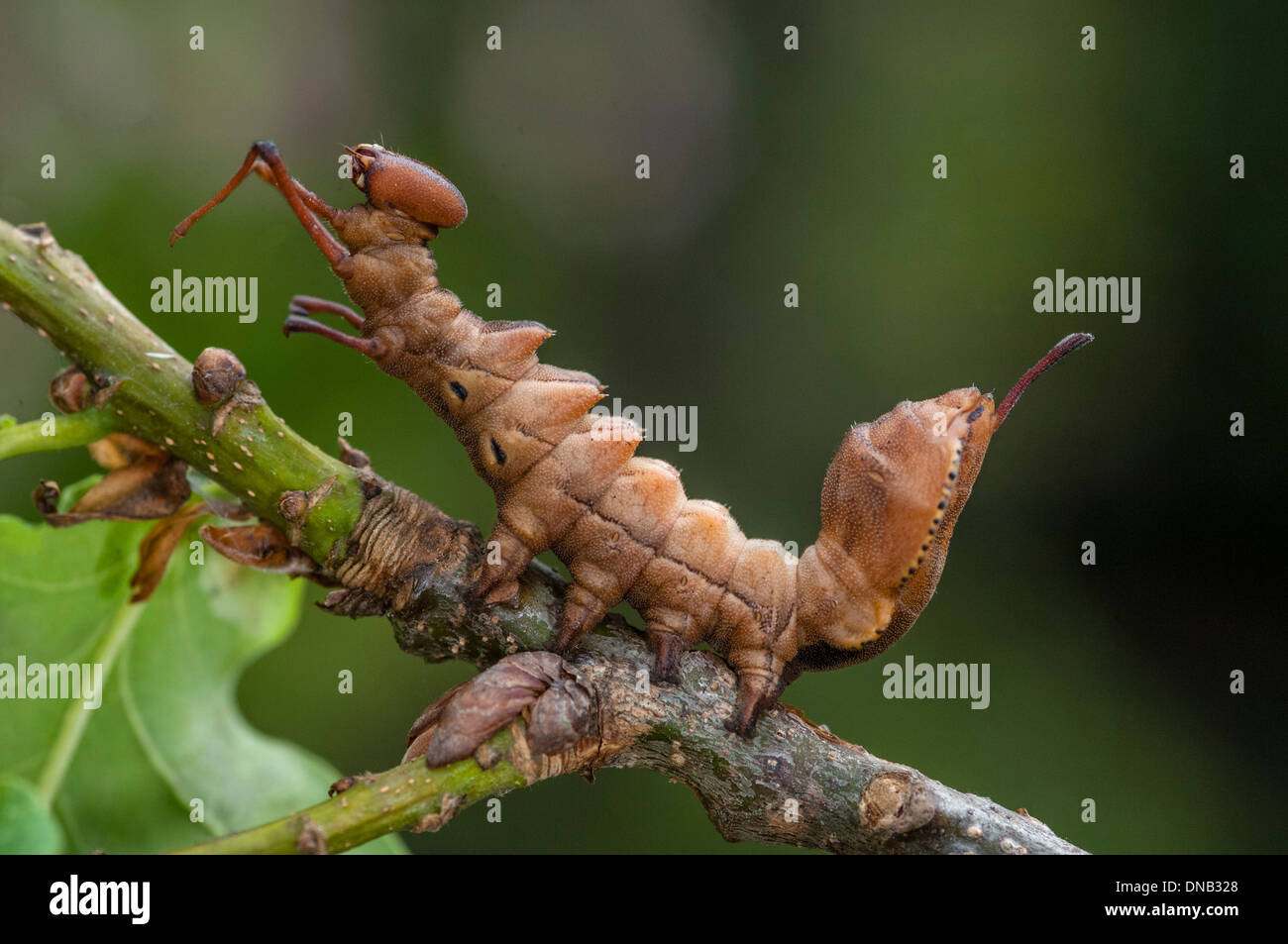 Lobster moth (stauropus fagi) lava hires stock photography and images Alamy