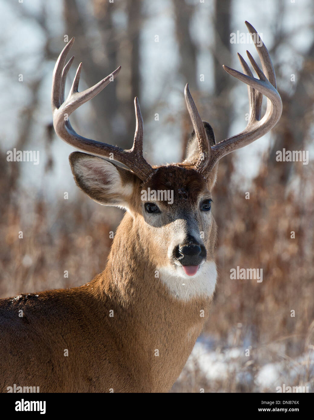 monster whitetail deer buck head