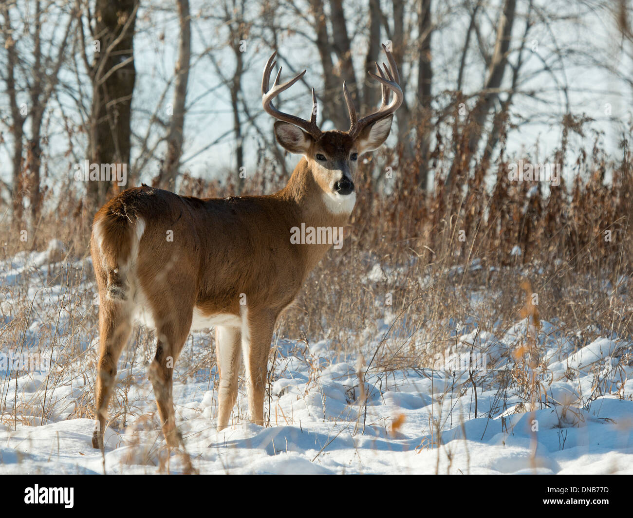 Big Whitetail Buck in Snow