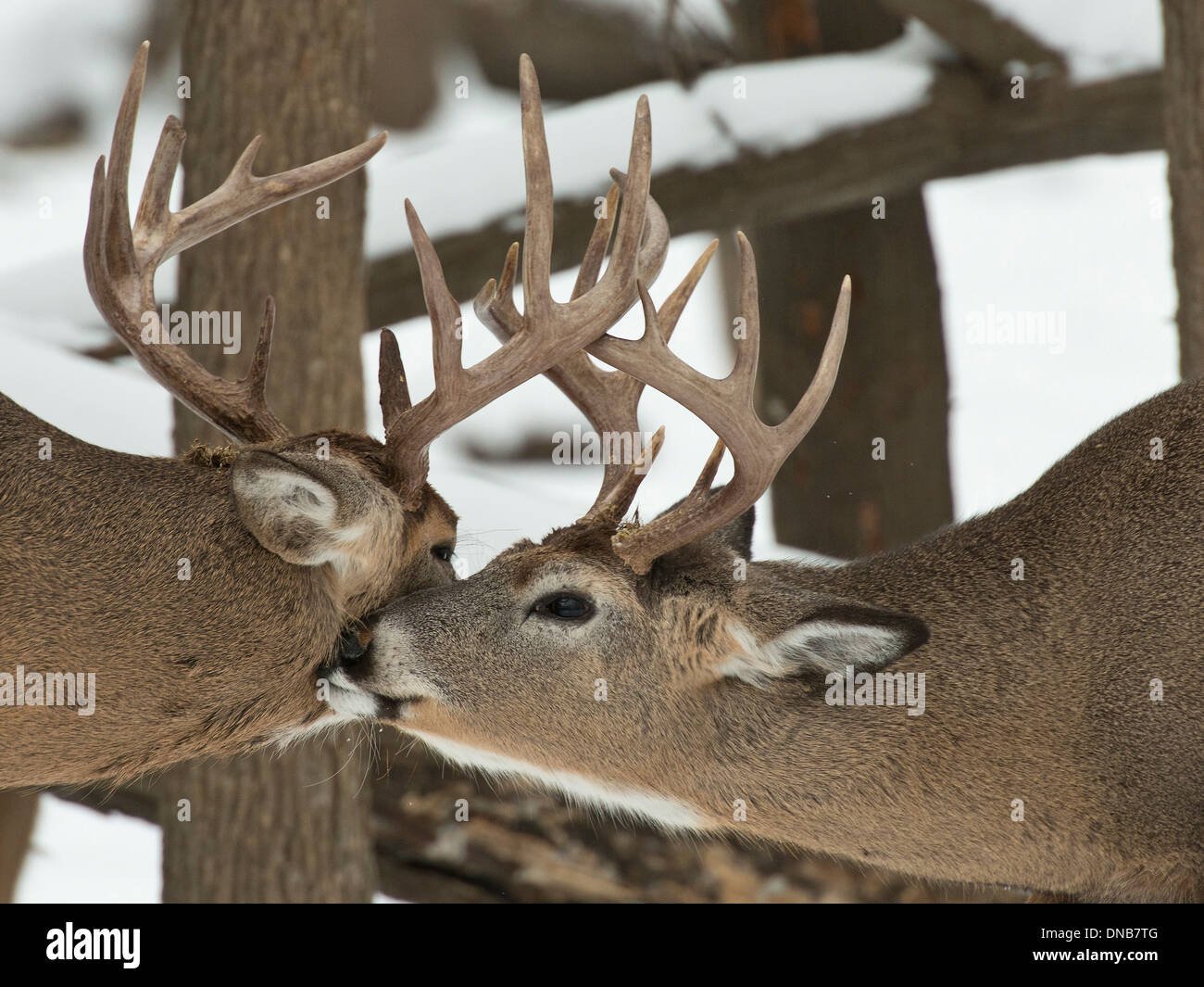 A pair of wild Whitetail Bucks