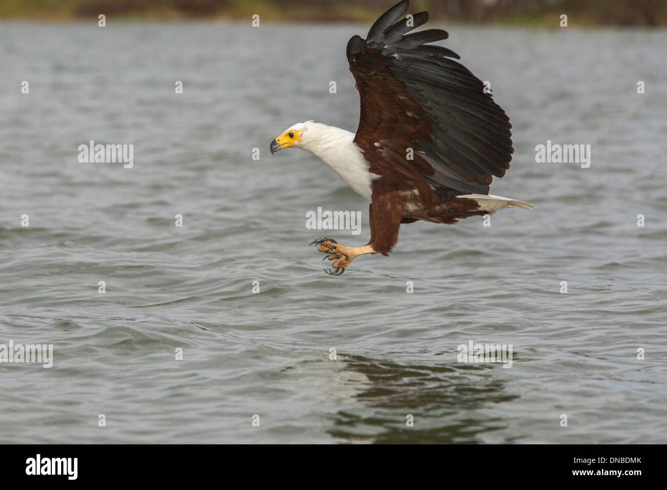 Baited Fish Eagle Hunting, Lake Baringo, Kenya Stock Photo