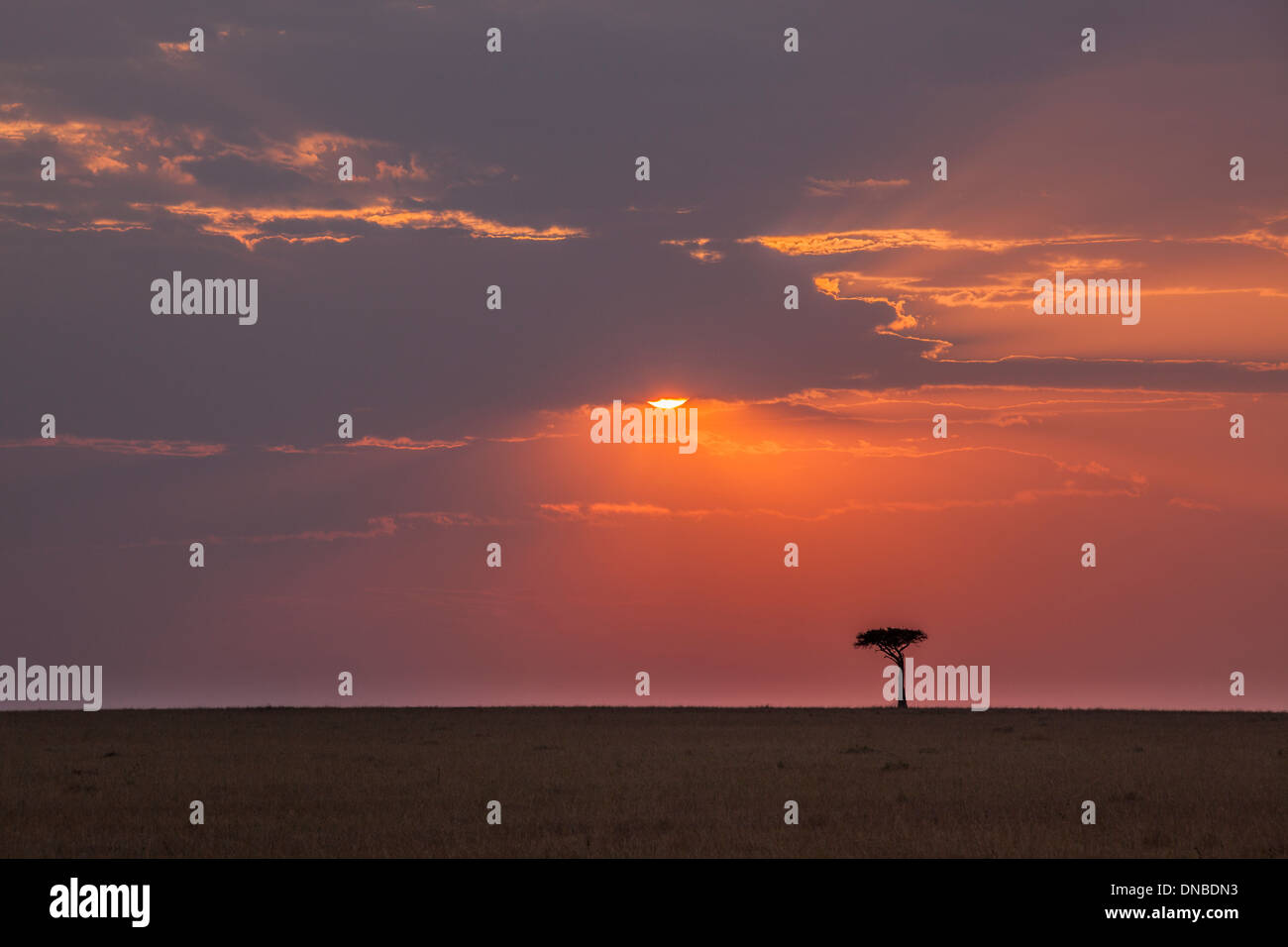 Heerden hi-res stock photography and images - Alamy