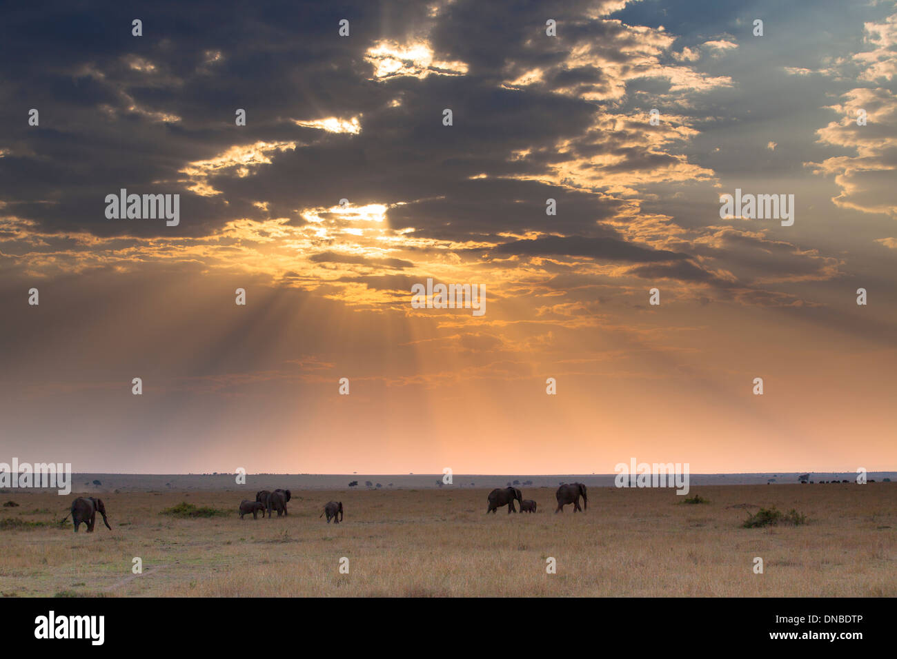 Sunset with Elephants, Maasai Mara, Kenya Stock Photo - Alamy