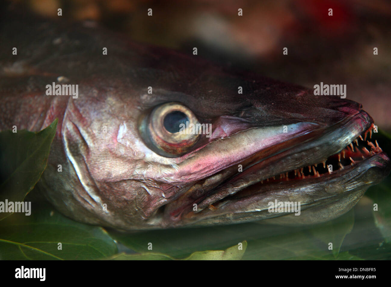 mediterranean diet fish seafood dish Stock Photo - Alamy