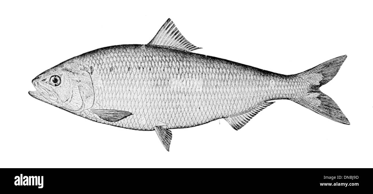 Alosa sapidissima hi-res stock photography and images - Alamy