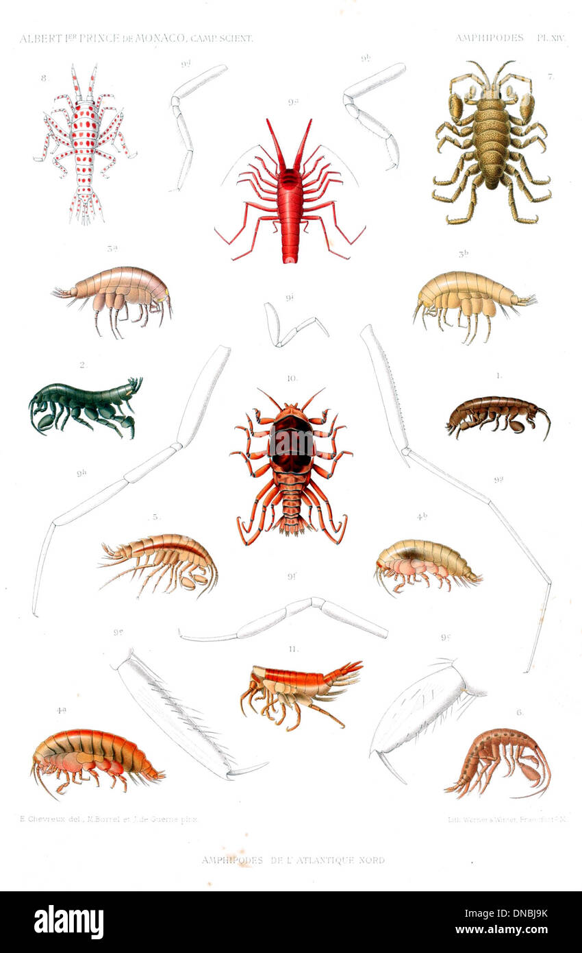 Small shrimp like crustaceans hi-res stock photography and images - Alamy