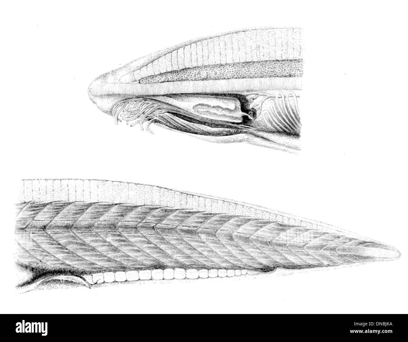 Lancelets Evolution Branchiostoma Black and White Stock Photos & Images - Alamy