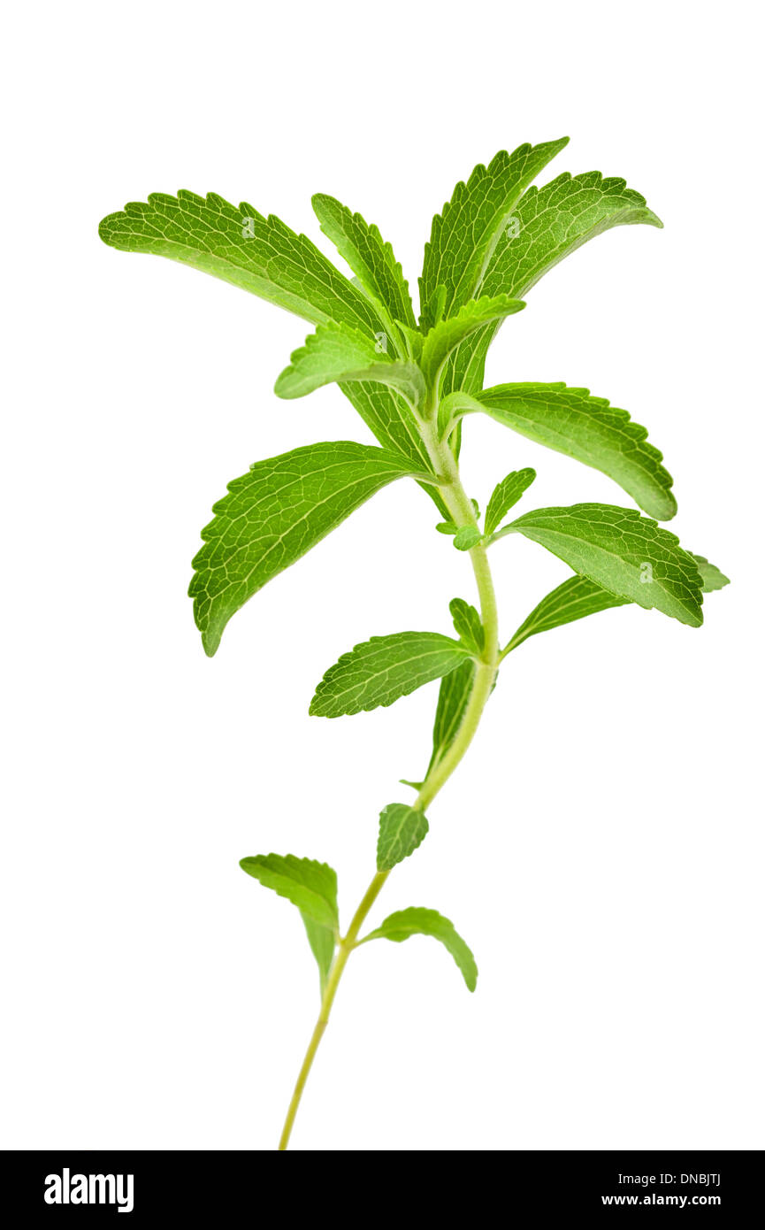 stevia rebaudiana leaves isolated on white Stock Photo Alamy