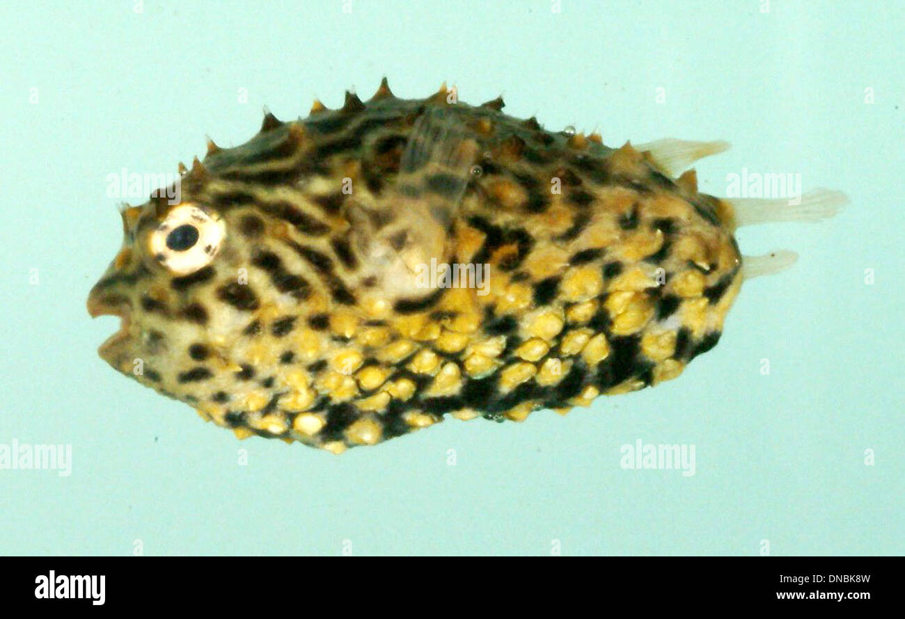 Chilomycterus schoepfii juvenil Stock Photo Alamy