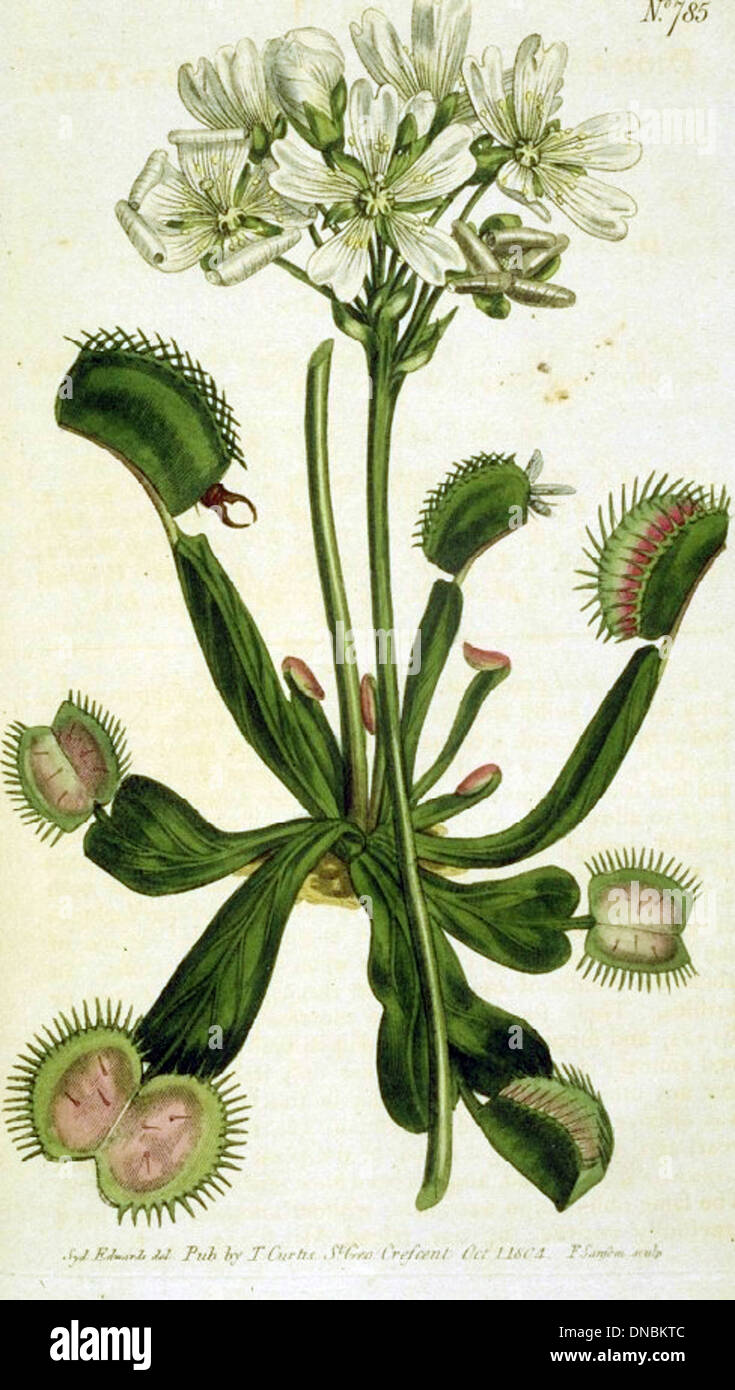 Drawing of Venus Flytrap Stock Photo Alamy