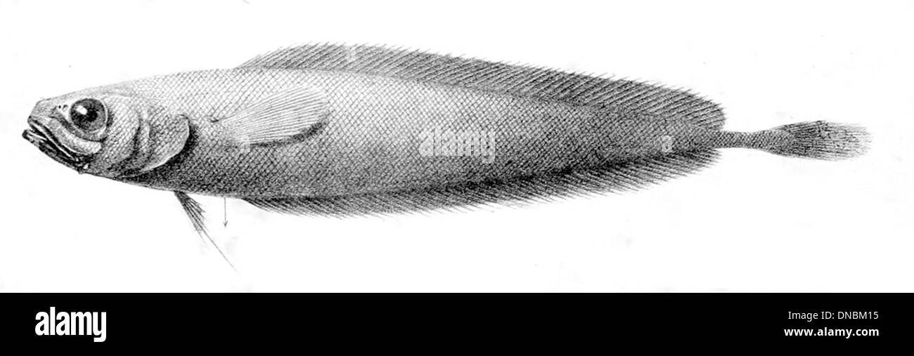 Gadella imberbis is a species of deep-sea fish found in the Atlantic Ocean. This species has a slender body and large eyes, adapted for living at great depths. It primarily feeds on smaller fish and invertebrates found in its deep-sea habitat. Stock Photo
