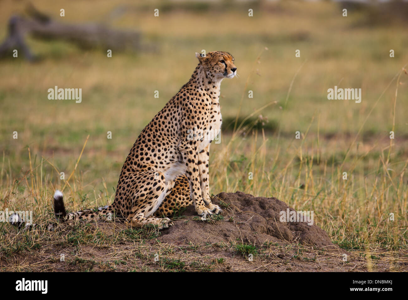 Cheetah profile hi-res stock photography and images - Alamy