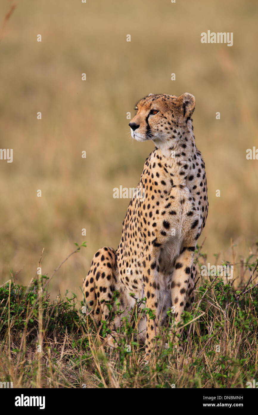 Cheetah sitting in grass Stock Photo - Alamy