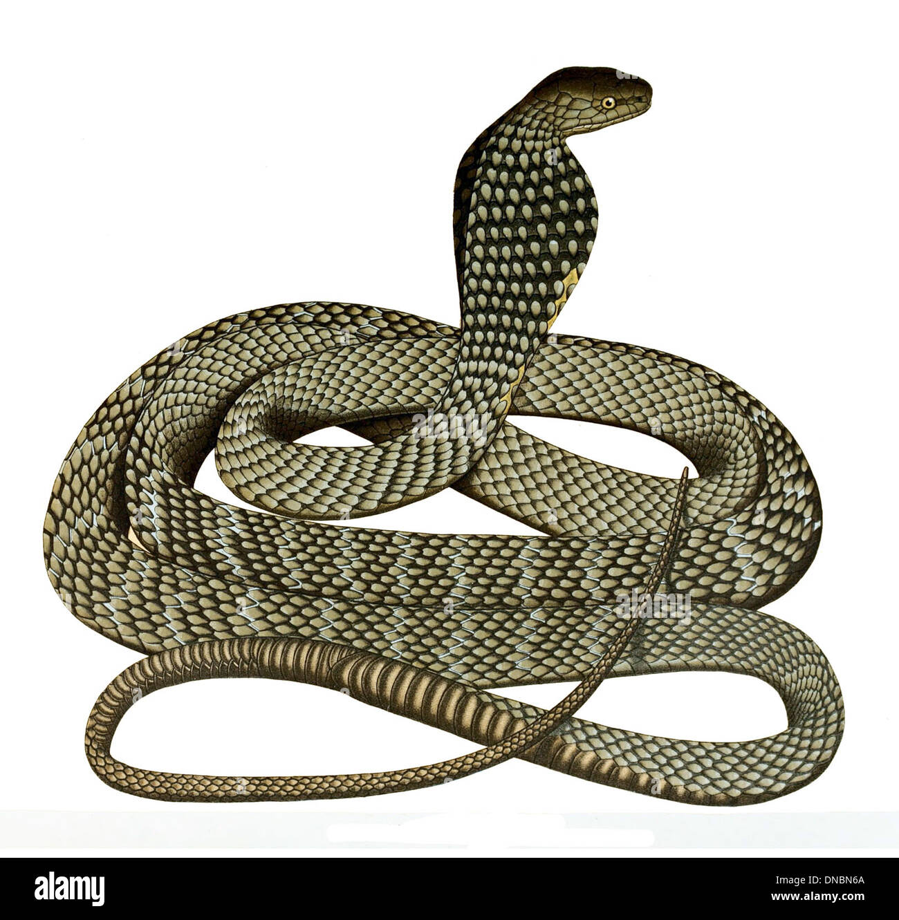 Ophiophagus hannah drawing Stock Photo Alamy