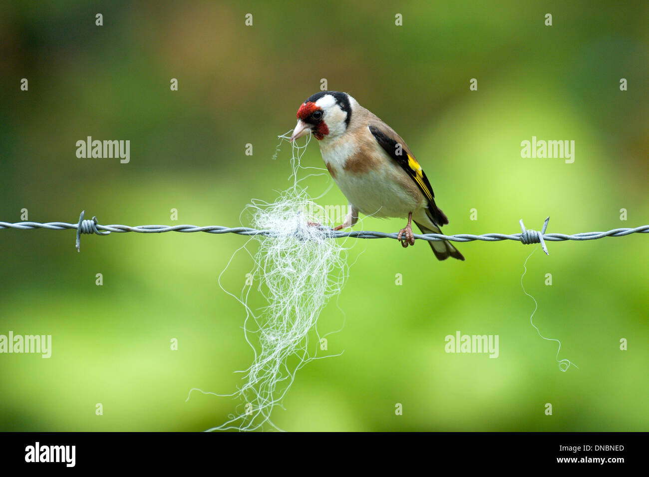Goldfinch (Cardeulis cardeulis) collecting nesting material - UK Stock