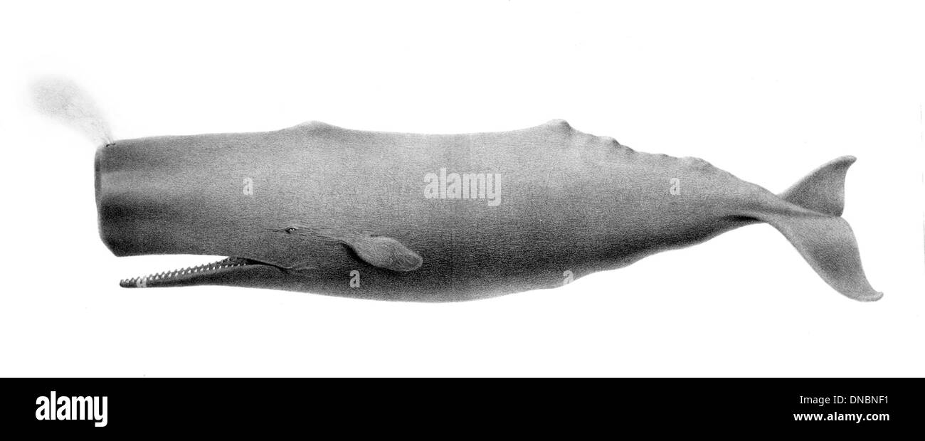 Physeter macrocephalus, the sperm whale, is the largest toothed whale, characterized by its massive head and prominent forehead. It is found in deep ocean waters and is known for its ability to dive to great depths. Stock Photo