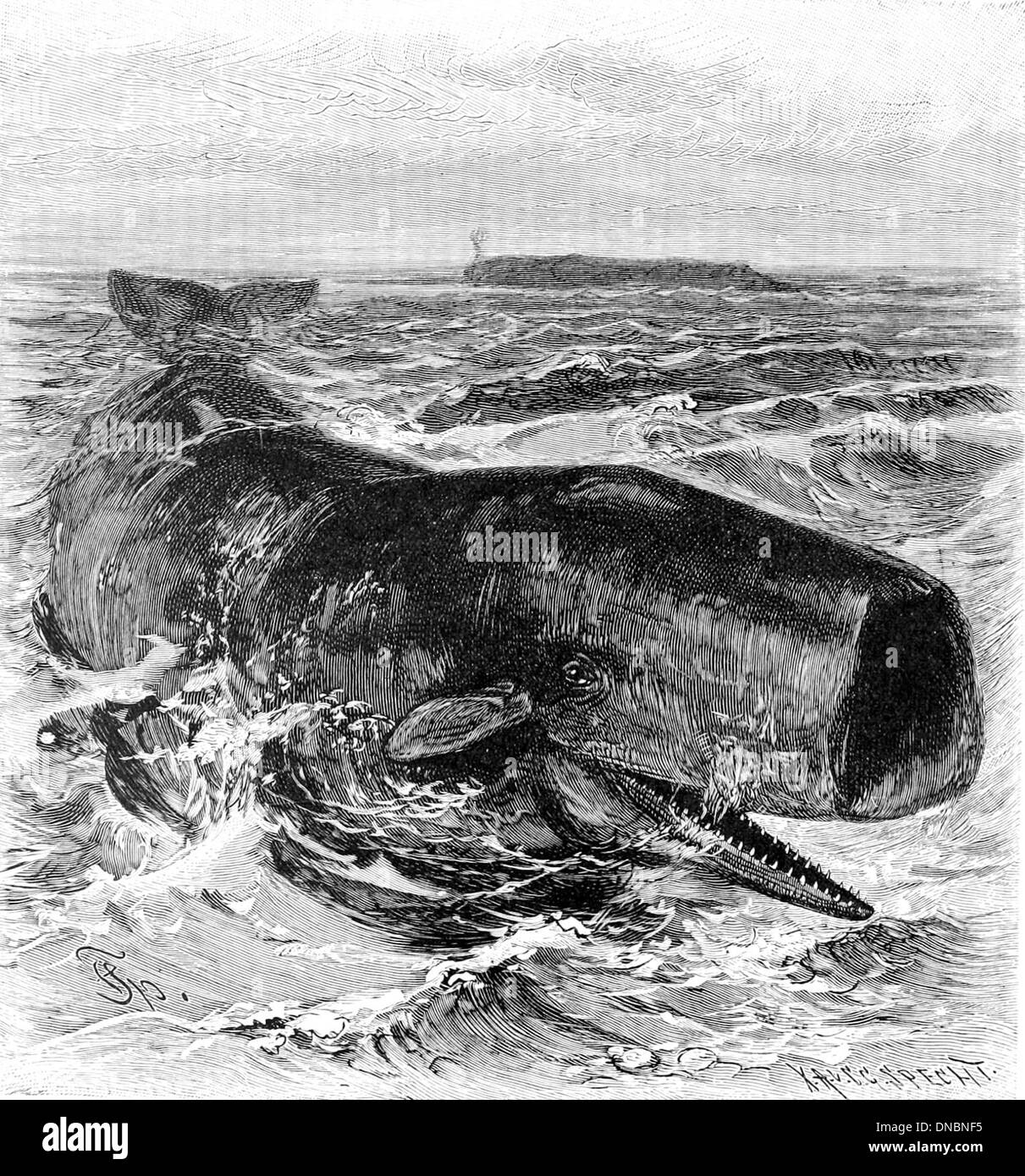 Physeter macrocephalus, the sperm whale, is the largest toothed whale and is known for its massive head. It is found in deep ocean waters and is famous for its remarkable diving abilities and social structure. Stock Photo