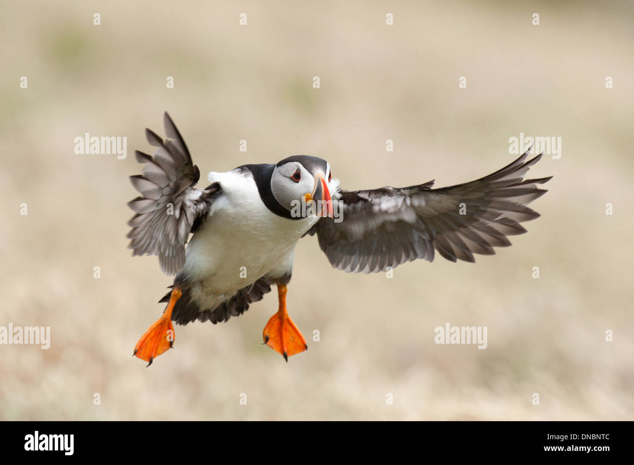 Puffin (Fratercula arctica) - UK Stock Photo