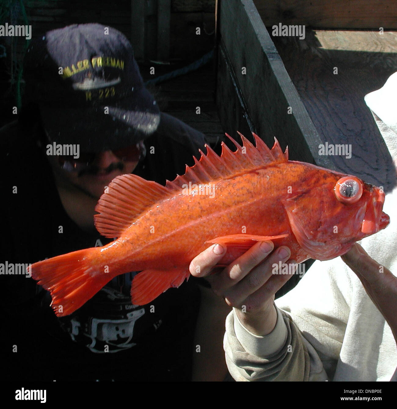 Vermilion rockfish hi-res stock photography and images - Alamy
