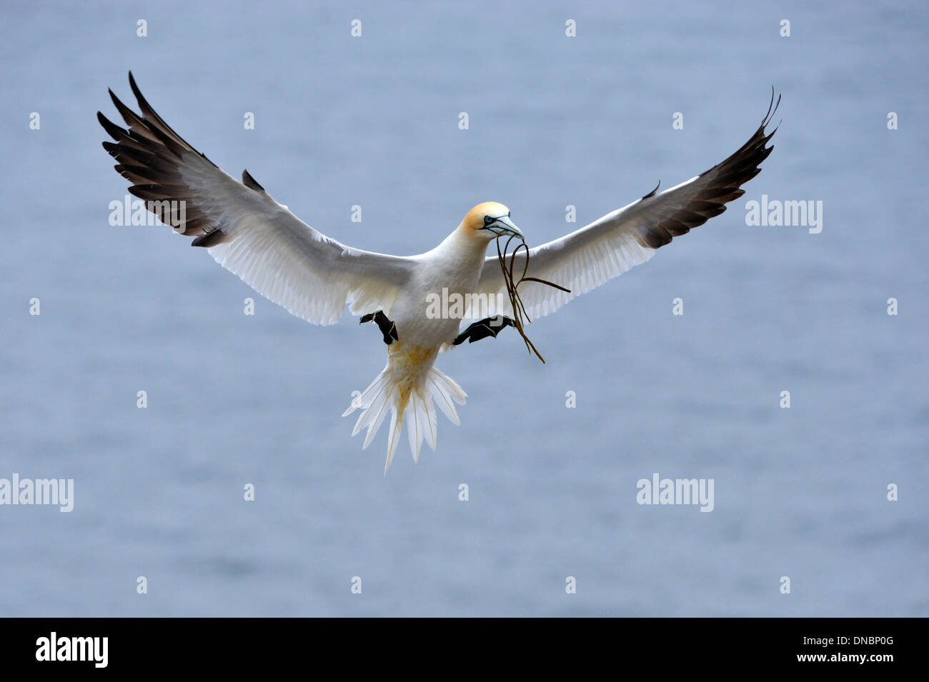 Northern Gannet (Morus bassanus) in flight - UK Stock Photo
