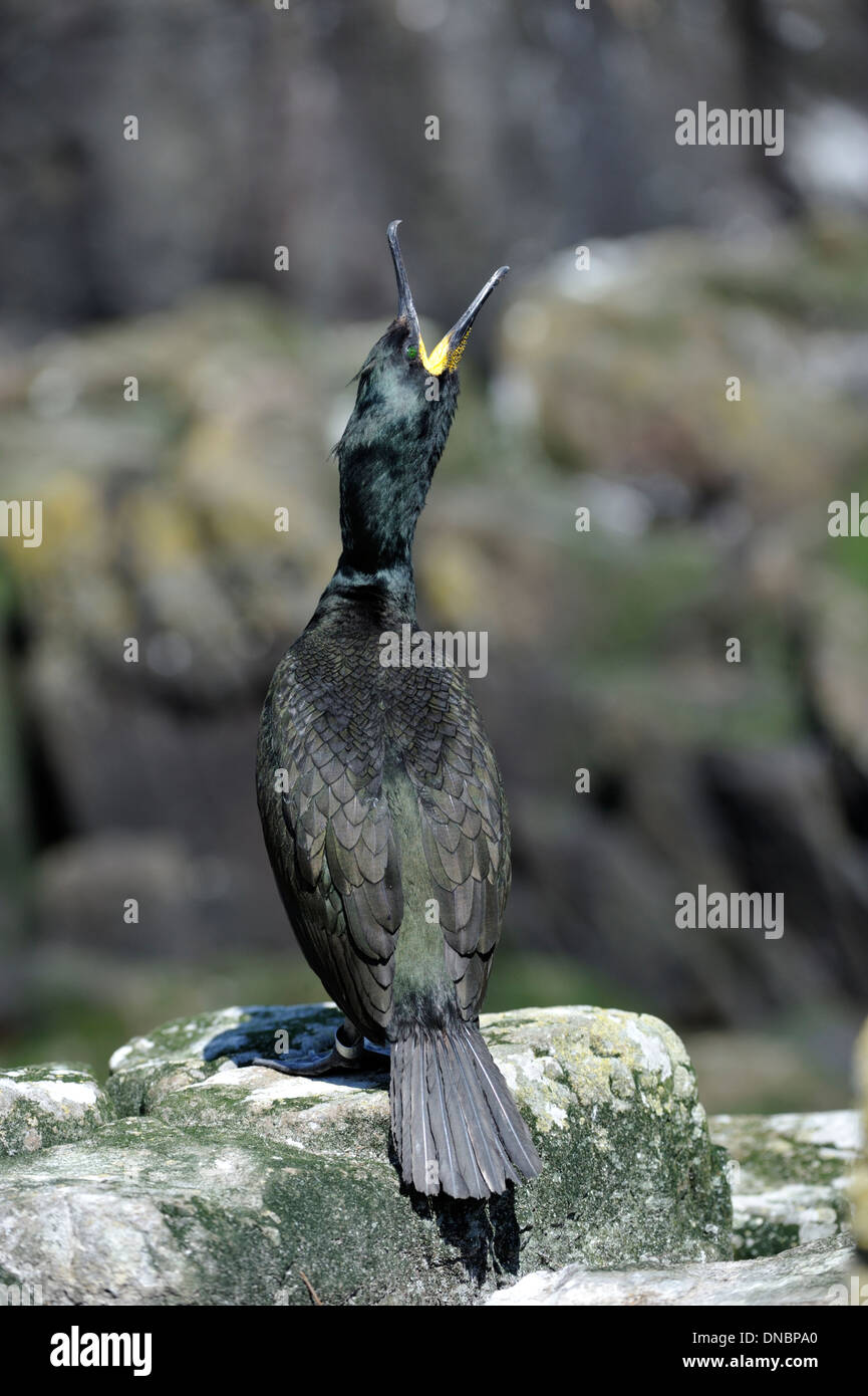 European shag (Phalacrocorax aristotelis) - UK Stock Photo