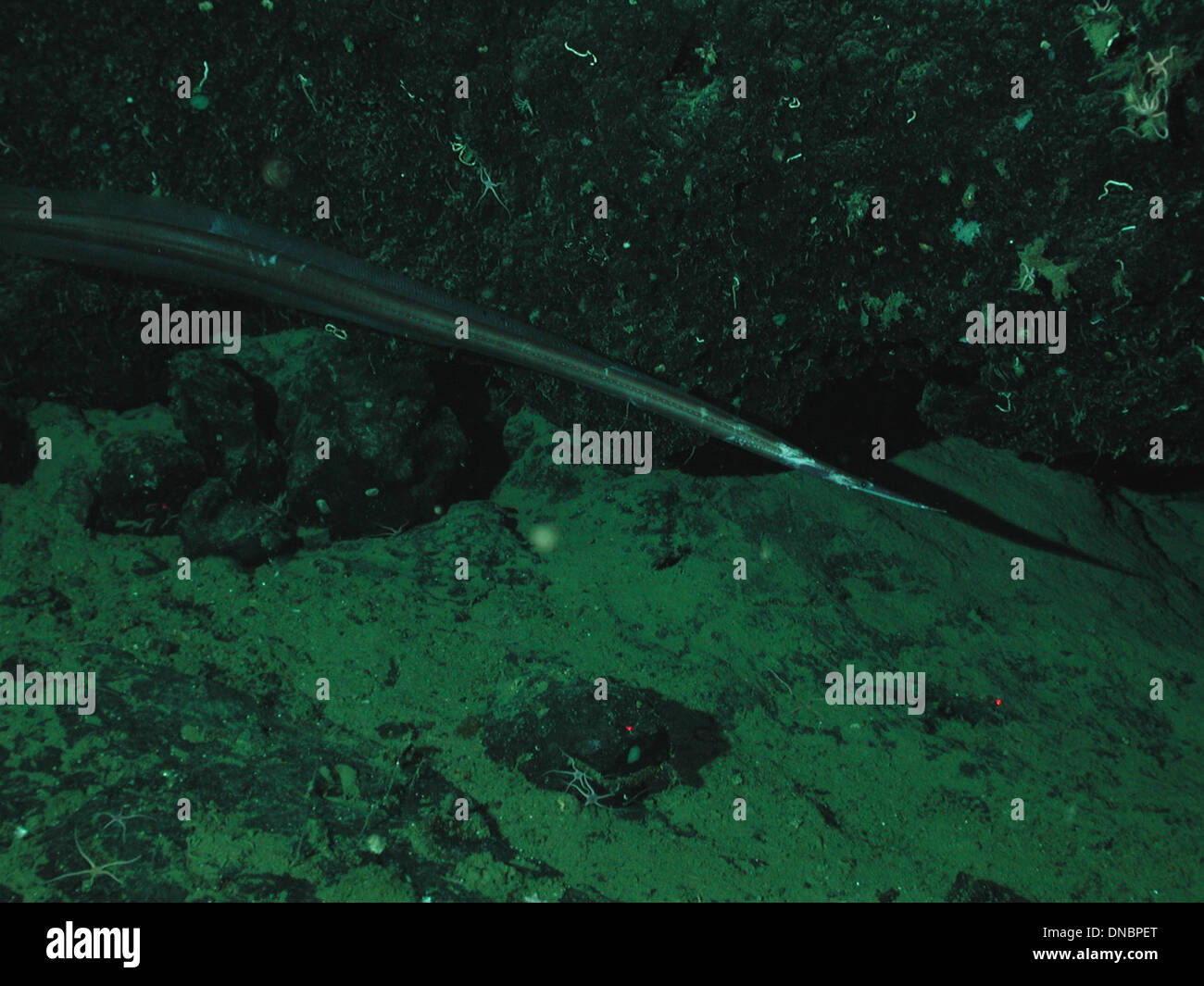 Venefica tentaculata hi-res stock photography and images - Alamy