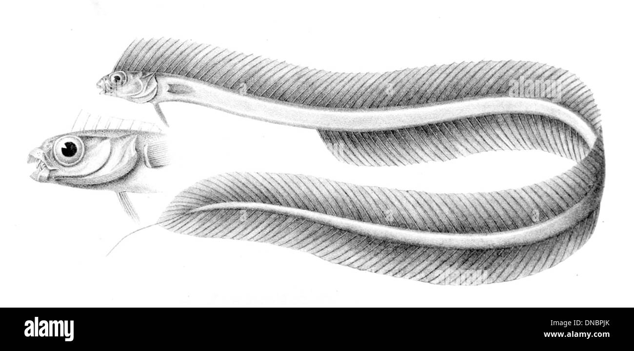 Xiphasia Cut Out Stock Images & Pictures Alamy